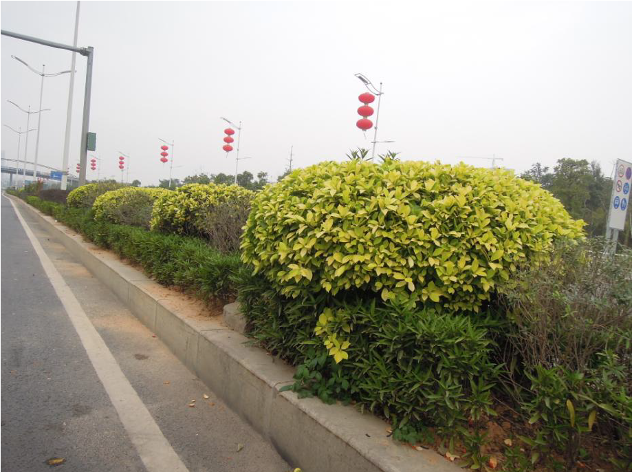 南光高速公路塘明出口绿化景观提升工程.png